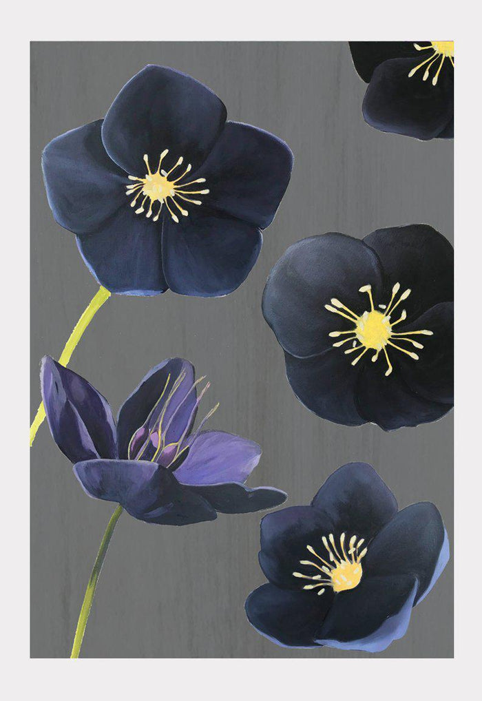 Black Hellebore art print
