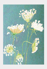 Art Print:  Queen Anne's Lace on Teal